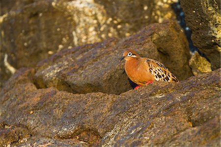 santiago island - Galapagos dove (Zenaida galapagoensis), Puerto Egas, Santiago Island, Galapagos Islands, Ecuador, South America Photographie de stock - Rights-Managed, Code: 841-06499487