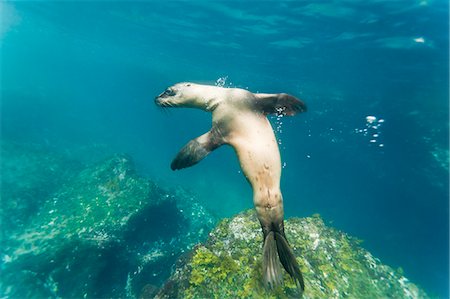 simsearch:841-06499404,k - Galapagos sea lion (Zalophus wollebaeki) underwater, Tagus Cove, Isabela Island, Galapagos Islands, Ecuador, South America Photographie de stock - Rights-Managed, Code: 841-06499488