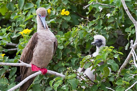 Adult dark morph red-footed booby (Sula sula) with chick, Genovesa Island, Galapagos Islands, Ecuador, South America Photographie de stock - Rights-Managed, Code: 841-06499480