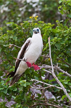 Adult white morph red-footed booby (Sula sula), Genovesa Island, Galapagos Islands, Ecuador, South America Photographie de stock - Rights-Managed, Code: 841-06499481