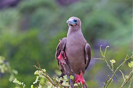 Adult dark morph red-footed booby (Sula sula), Genovesa Island, Galapagos Islands, Ecuador, South America Photographie de stock - Rights-Managed, Code: 841-06499482