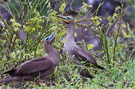 Adult dark morph red-footed boobies (Sula sula), Genovesa Island, Galapagos Islands, Ecuador, South America Photographie de stock - Rights-Managed, Code: 841-06499483