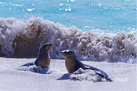 Galapagos sea lions (Zalophus wollebaeki), Gardner Bay, Espanola Island, Galapagos Islands, UNESCO World Heritage Site, Ecuador, South America Foto de stock - Con derechos protegidos, Código: 841-06499495