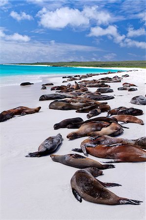 espanola island - Galapagos sea lions (Zalophus wollebaeki), Gardner Bay, Espanola Island, Galapagos Islands, UNESCO World Heritage Site, Ecuador, South America Fotografie stock - Rights-Managed, Codice: 841-06499498