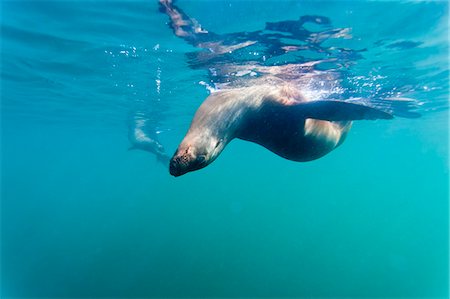 Galapagos sea lions (Zalophus wollebaeki) underwater, Tagus Cove, Isabela Island, Galapagos Islands, Ecuador, South America Fotografie stock - Rights-Managed, Codice: 841-06499491