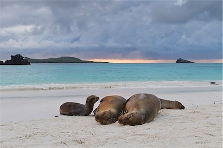 Galapagos sea lions (Zalophus wollebaeki), Gardner Bay, Espanola Island, Galapagos Islands, UNESCO World Heritage Site, Ecuador, South America Photographie de stock - Rights-Managed, Code: 841-06499493