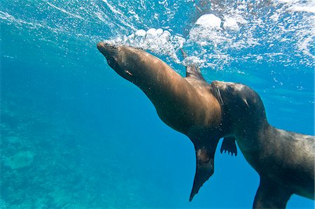 Galapagos sea lions (Zalophus wollebaeki) underwater, Champion Island, Galapagos Islands, Ecuador, South America Stock Photo - Rights-Managed, Code: 841-06499507