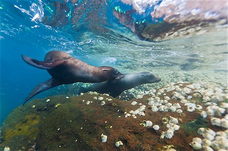 simsearch:841-06499512,k - Galapagos sea lions (Zalophus wollebaeki) underwater, Guy Fawkes Islands, Galapagos Islands, Ecuador, South America Photographie de stock - Rights-Managed, Code: 841-06499508