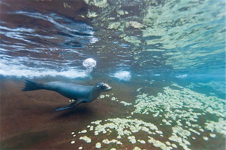 simsearch:841-06499492,k - Galapagos sea lion (Zalophus wollebaeki) underwater, Guy Fawkes Islands, Galapagos Islands, Ecuador, South America Foto de stock - Con derechos protegidos, Código: 841-06499509