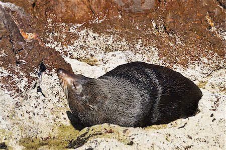flora y fauna marina - Guadalupe fur seal (Arctocephalus townsendi), Isla San Pedro Martir, Gulf of California (Sea of Cortez), Baja California, Mexico, North America Foto de stock - Con derechos protegidos, Código: 841-06499517