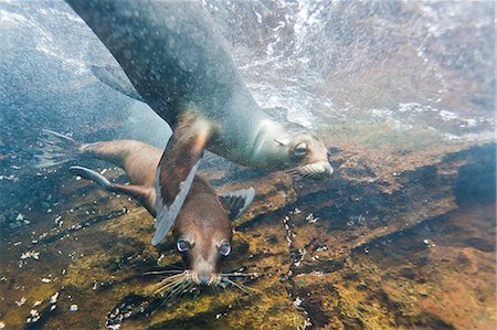 sea lions - Galapagos sea lions (Zalophus wollebaeki) underwater, Guy Fawkes Islands, Galapagos Islands, Ecuador, South America Foto de stock - Con derechos protegidos, Código: 841-06499512