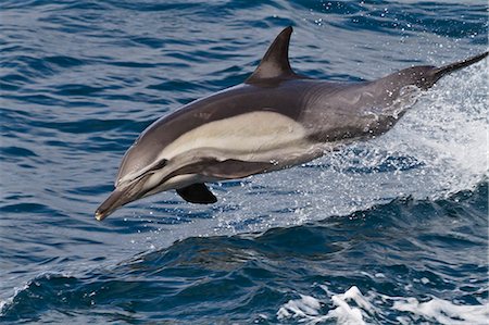 dolphins jumping - Long-beaked common dolphin (Delphinus capensis), Isla San Esteban, Gulf of California (Sea of Cortez), Baja California, Mexico, North America Photographie de stock - Rights-Managed, Code: 841-06499525