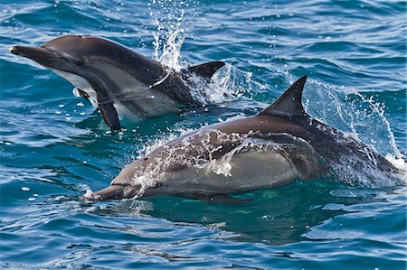 Long-beaked common dolphin (Delphinus capensis), Isla San Esteban, Gulf of California (Sea of Cortez), Baja California, Mexico, North America Foto de stock - Con derechos protegidos, Código: 841-06499527