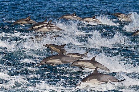 dolphins jumping - Long-beaked common dolphin (Delphinus capensis) pod, Isla San Esteban, Gulf of California (Sea of Cortez), Baja California, Mexico, North America Photographie de stock - Rights-Managed, Code: 841-06499529