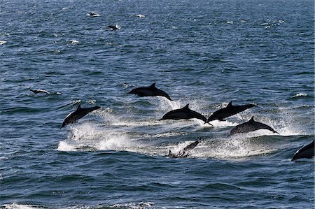 dolphin - Long-beaked common dolphins (Delphinus capensis), Isla San Esteban, Gulf of California (Sea of Cortez), Baja California, Mexico, North America Foto de stock - Con derechos protegidos, Código: 841-06499535