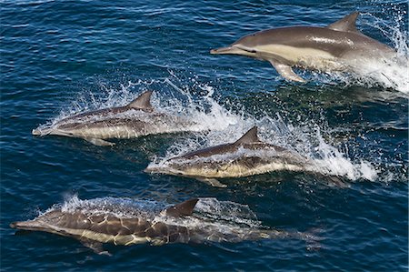 Long-beaked common dolphins (Delphinus capensis), Isla San Esteban, Gulf of California (Sea of Cortez), Baja California, Mexico, North America Photographie de stock - Rights-Managed, Code: 841-06499532