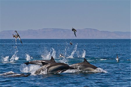 simsearch:841-06499651,k - Long-beaked common dolphins (Delphinus capensis) feeding on a bait ball with gulls and boobies, Gulf of California (Sea of Cortez), Baja California, Mexico, North America Photographie de stock - Rights-Managed, Code: 841-06499540