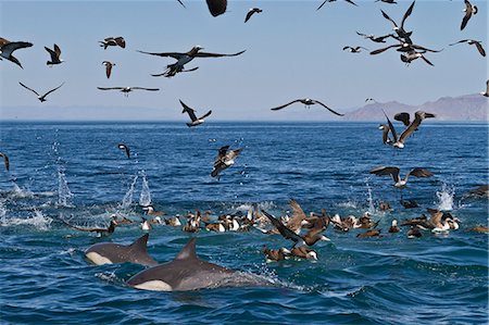 dolphin pictures - Long-beaked common dolphins (Delphinus capensis) feeding on a bait ball with gulls and boobies, Gulf of California (Sea of Cortez), Baja California, Mexico, North America Stock Photo - Rights-Managed, Code: 841-06499541