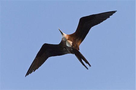 Magnificent frigatebird (Fregata magnificens), Gulf of California (Sea of Cortez),  Baja California Sur, Mexico, North America Stock Photo - Rights-Managed, Code: 841-06499554