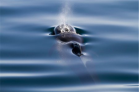 Short-finned pilot whale (Globicephala macrorhynchus), Isla San Pedro Martir, Gulf of California (Sea of Cortez), Baja California Norte, Mexico, North America Stock Photo - Rights-Managed, Code: 841-06499558