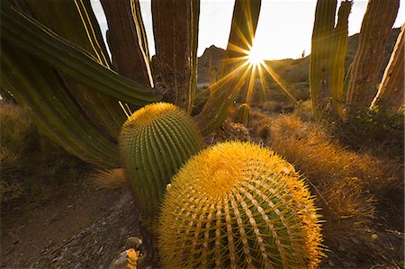 prickly plants - Endemic giant barrel cactus (Ferocactus diguetii), Isla Santa Catalina, Gulf of California (Sea of Cortez), Baja California Sur, Mexico, North America Stock Photo - Rights-Managed, Code: 841-06499552