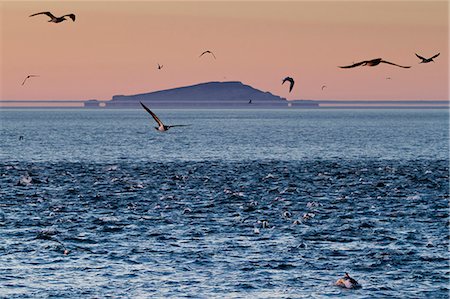 Sunrise fata morgana (mirage) with dolphins and birds, Isla San Pedro Martir, Gulf of California (Sea of Cortez), Baja California, Mexico, North America Stockbilder - Lizenzpflichtiges, Bildnummer: 841-06499565