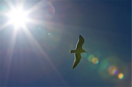 fly seagull - Heermann's gull (Larus heermanni), Isla Rasa, Gulf of California (Sea of Cortez), Mexico, North America Stock Photo - Rights-Managed, Code: 841-06499566