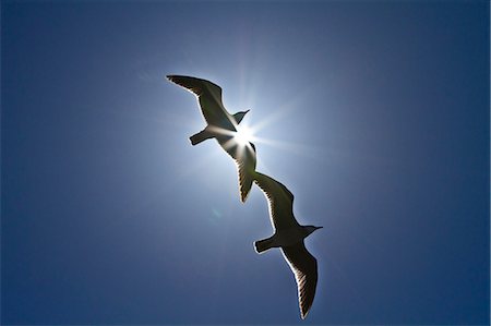 seagulls flying - Heermann's gulls (Larus heermanni), Isla Rasa, Gulf of California (Sea of Cortez), Mexico, North America Foto de stock - Con derechos protegidos, Código: 841-06499567