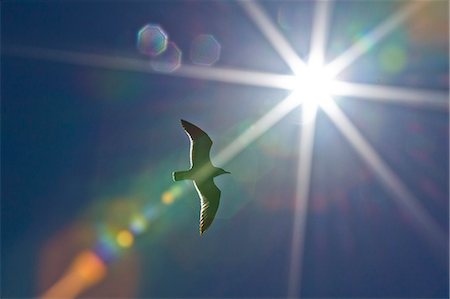 envergadura (de las alas) - Heermann's gull (Larus heermanni), Isla Rasa, Gulf of California (Sea of Cortez), Mexico, North America Foto de stock - Con derechos protegidos, Código: 841-06499569