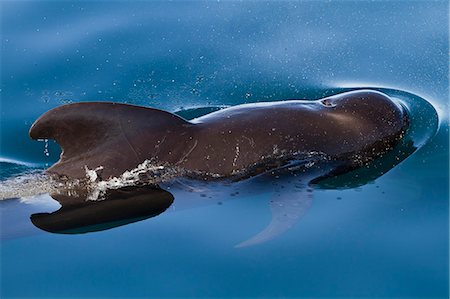 Short-finned pilot whale (Globicephala macrorhynchus), Isla San Pedro Martir, Gulf of California (Sea of Cortez), Baja California Norte, Mexico, North America Photographie de stock - Rights-Managed, Code: 841-06499560