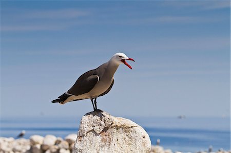 perche - Heermann's gull (Larus heermanni), Isla Rasa, Gulf of California (Sea of Cortez), Mexico, North America Photographie de stock - Rights-Managed, Code: 841-06499574