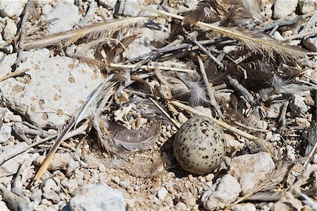 simsearch:841-06499658,k - Heermann's gull (Larus heermanni) nest with egg, Isla Rasa, Gulf of California (Sea of Cortez), Mexico, North America Photographie de stock - Rights-Managed, Code: 841-06499573