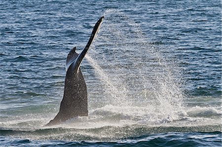 Humpback whale (Megaptera novaeangliae) tail slap, Gulf of California (Sea of Cortez), Baja California Sur, Mexico, North America Foto de stock - Con derechos protegidos, Código: 841-06499588