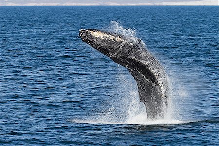 Humpback whale (Megaptera novaeangliae) breach, Gulf of California (Sea of Cortez), Baja California Sur, Mexico, North America Photographie de stock - Rights-Managed, Code: 841-06499589