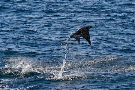 picture of fish or fishes in the ocean - Adult spinetail mobula (Mobula japanica) leaping, Isla Espiritu Santo, Gulf of California (Sea of Cortez), Baja California Sur, Mexico, North America Stock Photo - Rights-Managed, Code: 841-06499580