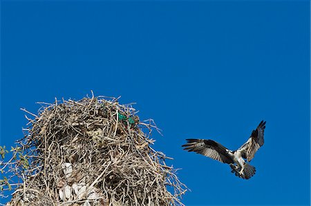 proie - Adult osprey (Pandion haliaetus) with fish, Gulf of California (Sea of Cortez) Baja California Sur, Mexico, North America Photographie de stock - Rights-Managed, Code: 841-06499607