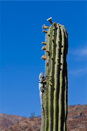 simsearch:841-06499610,k - San Esteban spiny-tailed iguana (Ctenosaura conspicuosa) on cardon cactus, Isla San Esteban, Gulf of California (Sea of Cortez), Baja California, Mexico, North America Photographie de stock - Rights-Managed, Code: 841-06499601