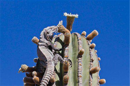 San Esteban spiny-tailed iguana (Ctenosaura conspicuosa) on cardon cactus, Isla San Esteban, Gulf of California (Sea of Cortez), Baja California, Mexico, North America Fotografie stock - Rights-Managed, Codice: 841-06499602