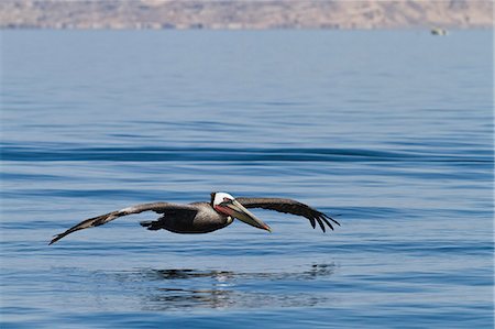 pelicans flying - Adult brown pelican (Pelecanus occidentalis), Gulf of California (Sea of Cortez), Baja California, Mexico, North America Stock Photo - Rights-Managed, Code: 841-06499614