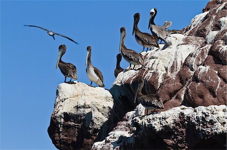 simsearch:841-06499565,k - Brown pelicans (Pelecanus occidentalis), Gulf of California (Sea of Cortez), Baja California, Mexico, North America Foto de stock - Con derechos protegidos, Código: 841-06499615