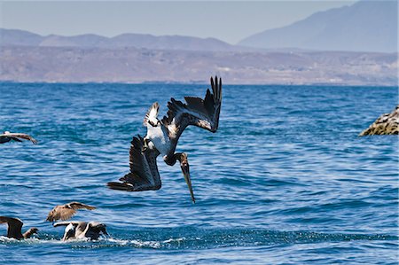 Juvenile brown pelican (Pelecanus occidentalis) plunge-diving, Gulf of California (Sea of Cortez), Baja California, Mexico, North America Foto de stock - Con derechos protegidos, Código: 841-06499616