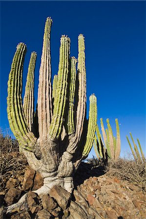 Cardon cactus (Pachycereus pringlei), Isla Catalina, Gulf of California (Sea of Cortez), Baja California, Mexico, North America Photographie de stock - Rights-Managed, Code: 841-06499617
