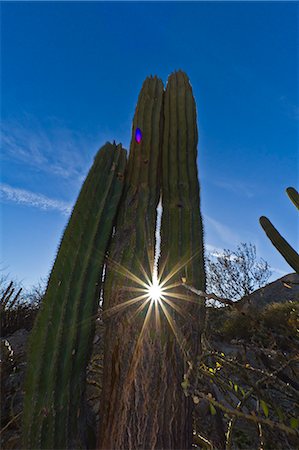 Cardon cactus (Pachycereus pringlei), Isla Catalina, Gulf of California (Sea of Cortez), Baja California, Mexico, North America Foto de stock - Con derechos protegidos, Código: 841-06499618