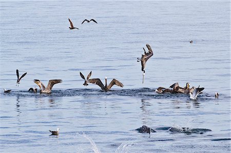 simsearch:841-06499535,k - Brown pelicans (Pelecanus occidentalis) plunge-diving, Gulf of California (Sea of Cortez), Baja California, Mexico, North America Stock Photo - Rights-Managed, Code: 841-06499611