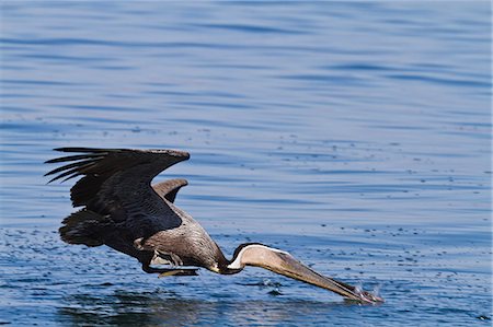 Adult brown pelican (Pelecanus occidentalis) plunge-diving, Gulf of California (Sea of Cortez), Baja California, Mexico, North America Foto de stock - Con derechos protegidos, Código: 841-06499612