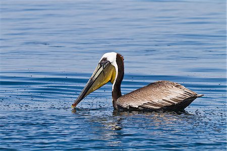 Adult brown pelican (Pelecanus occidentalis) with fish, Gulf of California (Sea of Cortez), Baja California, Mexico, North America Stock Photo - Rights-Managed, Code: 841-06499613