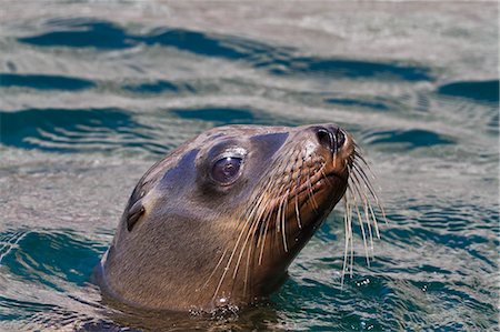 California sea lion (Zalophus californianus), Los Islotes, Baja California Sur, Gulf of California (Sea of Cortez), Mexico, North America Photographie de stock - Rights-Managed, Code: 841-06499627