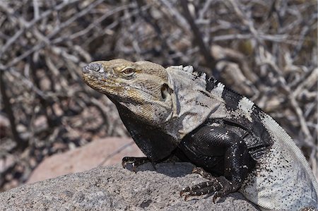 simsearch:841-06499664,k - San Esteban spiny-tailed iguana (Ctenosaura conspicuosa), Isla San Esteban, Gulf of California (Sea of Cortez), Baja California, Mexico, North America Foto de stock - Con derechos protegidos, Código: 841-06499629