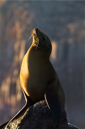 California sea lion (Zalophus californianus), Los Islotes, Baja California Sur, Gulf of California (Sea of Cortez), Mexico, North America Stockbilder - Lizenzpflichtiges, Bildnummer: 841-06499622