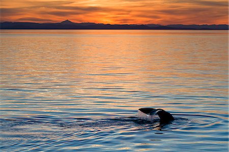 simsearch:841-06499548,k - Sperm whale (Physeter macrocephalus) at sunset, Isla San Pedro Martir, Gulf of California (Sea of Cortez), Baja California Norte, Mexico, North America Photographie de stock - Rights-Managed, Code: 841-06499635